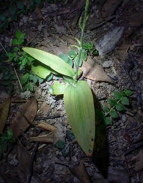 Image of Creamy Green Tentacle Orchid