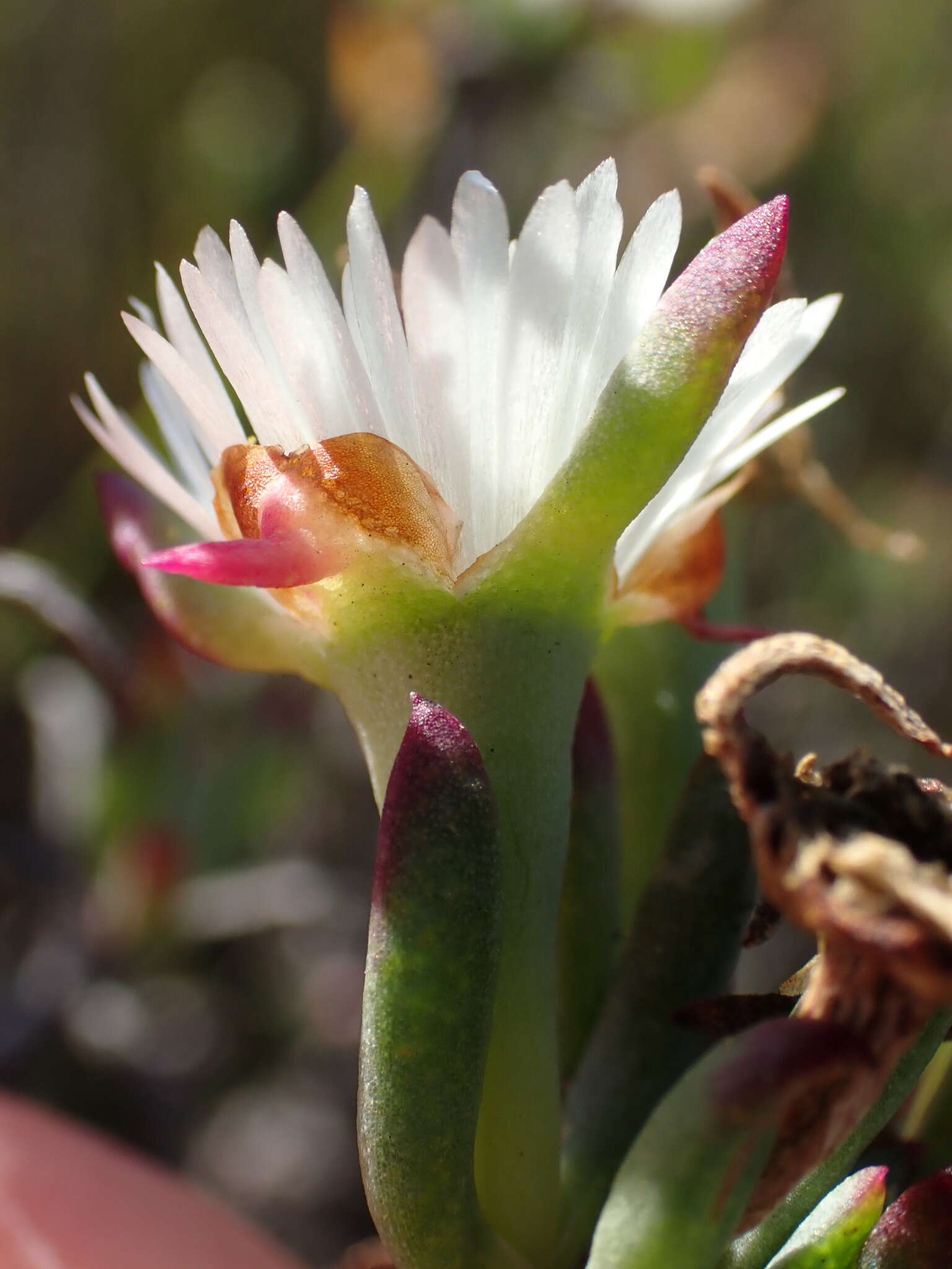 صورة Lampranthus productus (Haw.) N. E. Br.