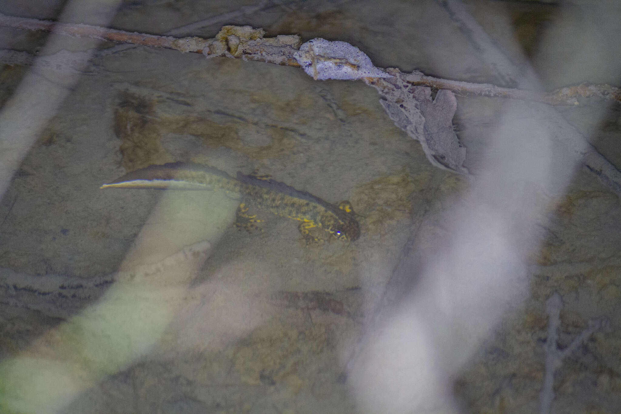 Image of Southern Crested Newt