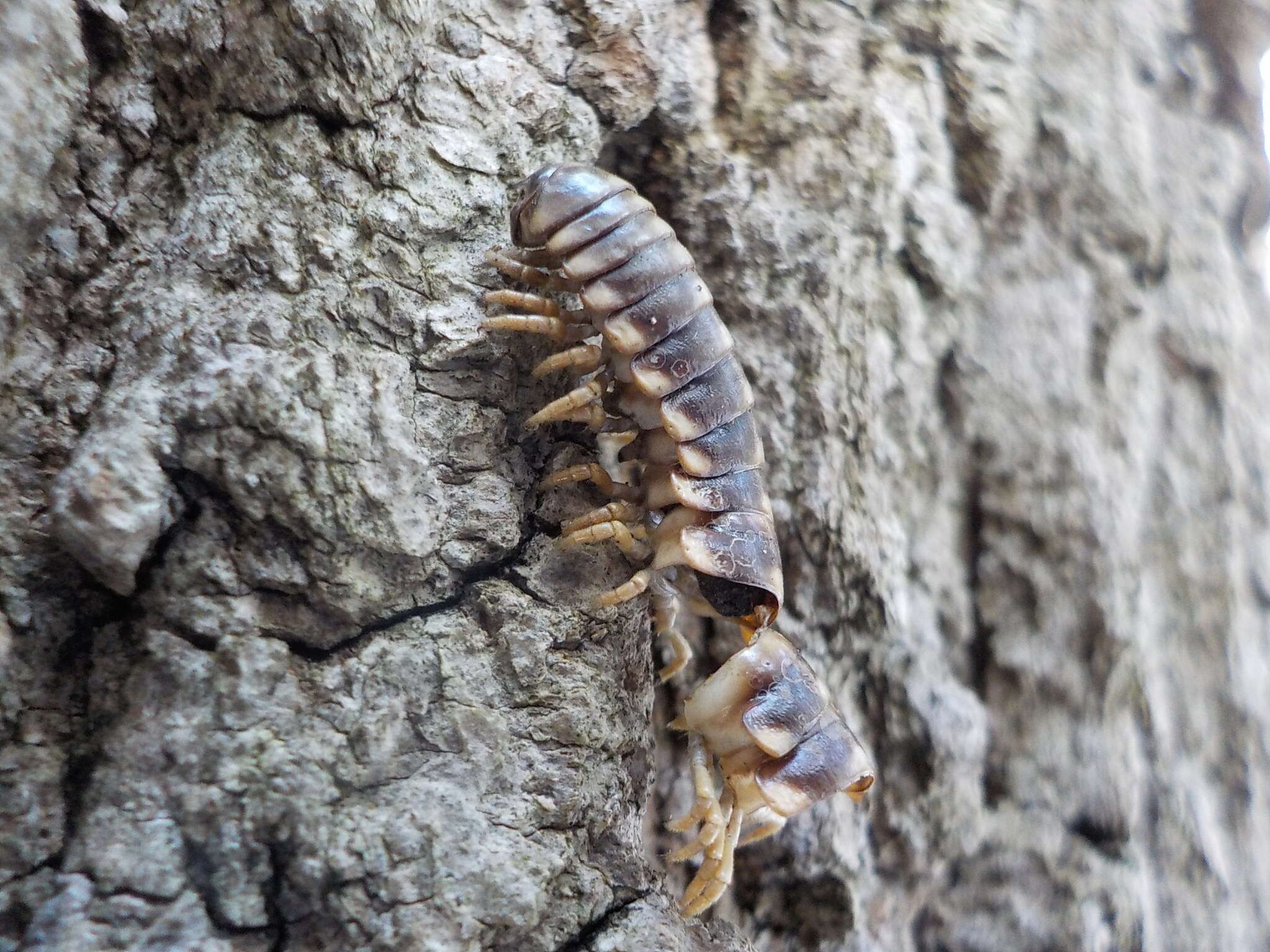 Sivun Rudiloria trimaculata trimaculata (Wood 1864) kuva