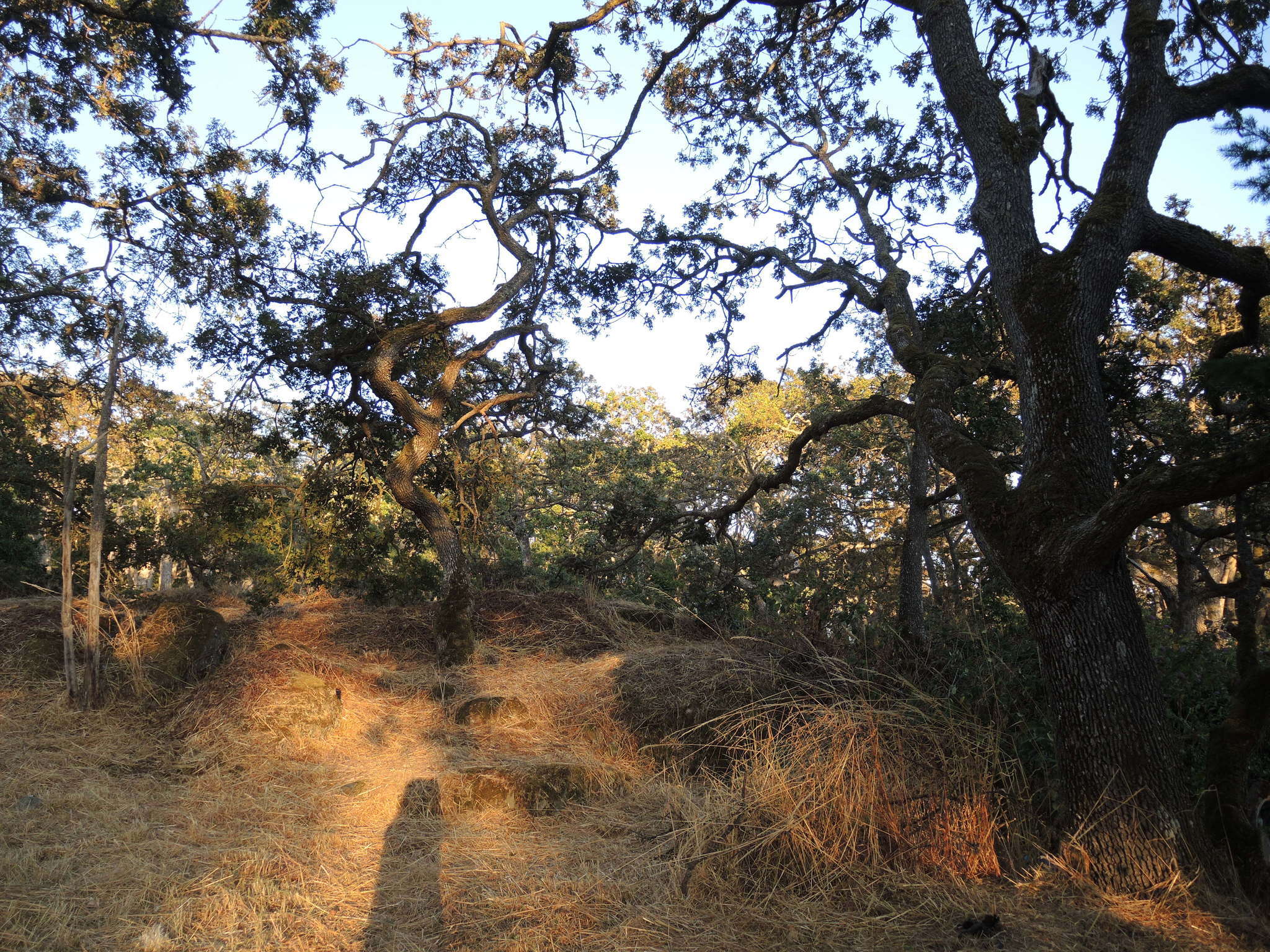 Image of Oregon white oak