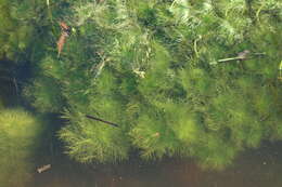 Image of Featherfoil