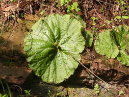 Слика од Begonia monophylla Pav. ex A. DC.