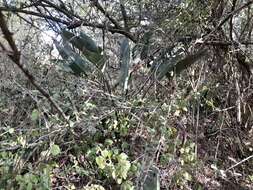 Image of Bird of paradise plant