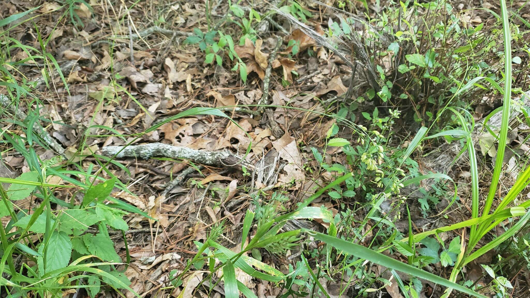 Image of Clustered Fescue