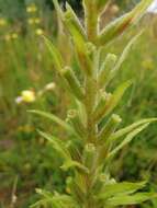 Image of redsepal evening primrose