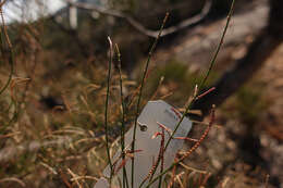 Image of Allocasuarina muelleriana subsp. muelleriana