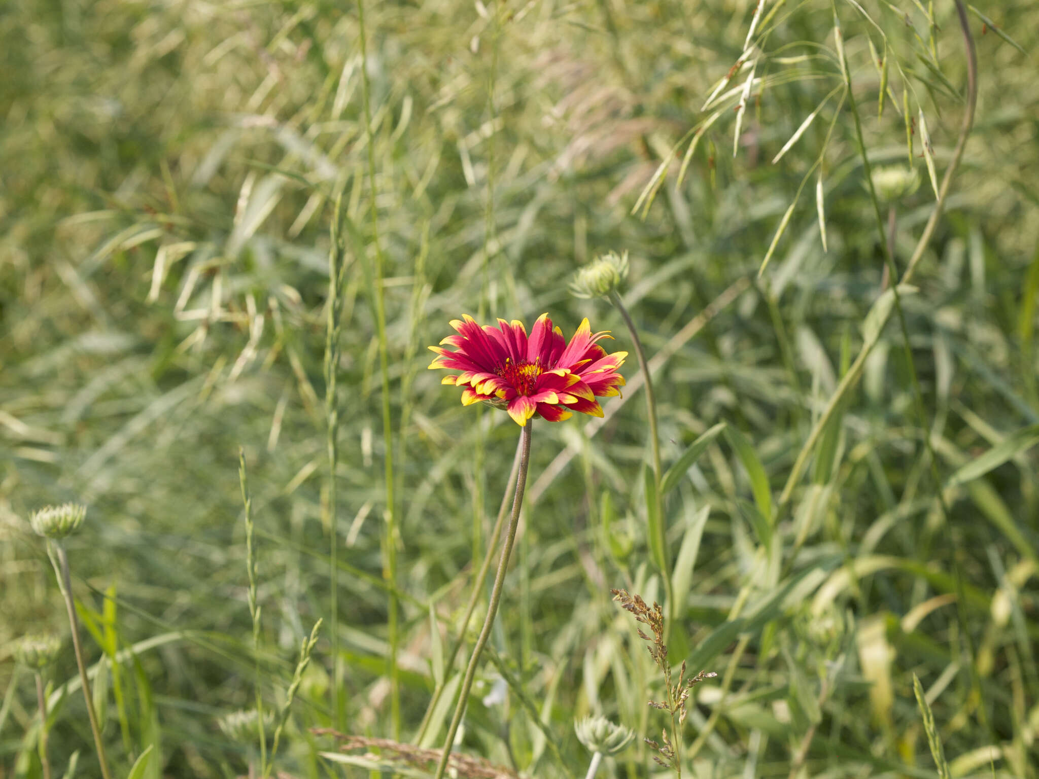 Image of Common perennial gaillardia