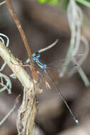 Слика од Lestes tenuatus Rambur 1842