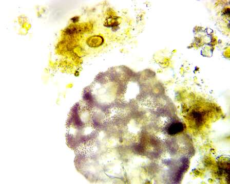 Imagem de Lamprocystis roseopersicina