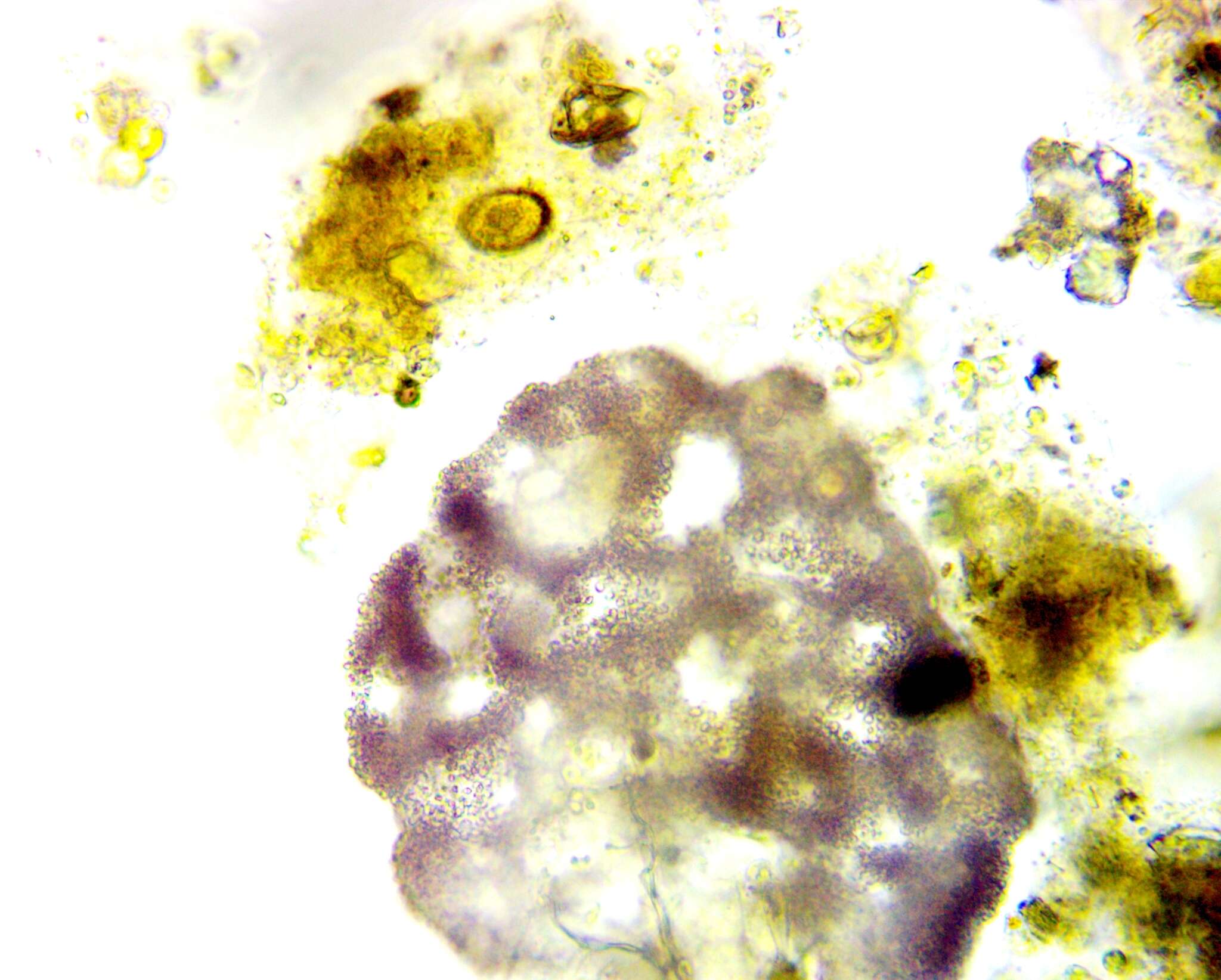 Image of Lamprocystis roseopersicina