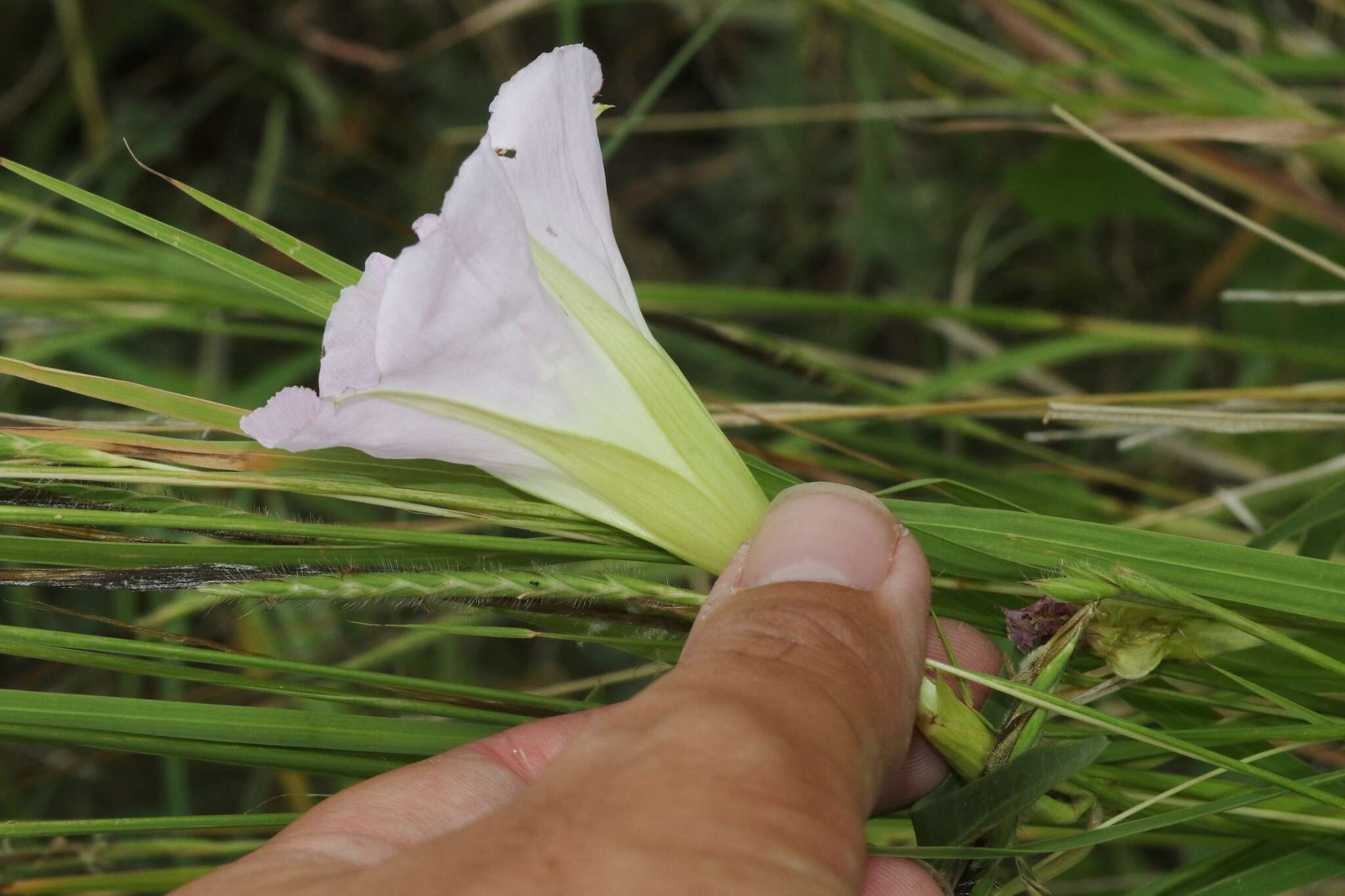 Ipomoea thurberi A. Gray的圖片