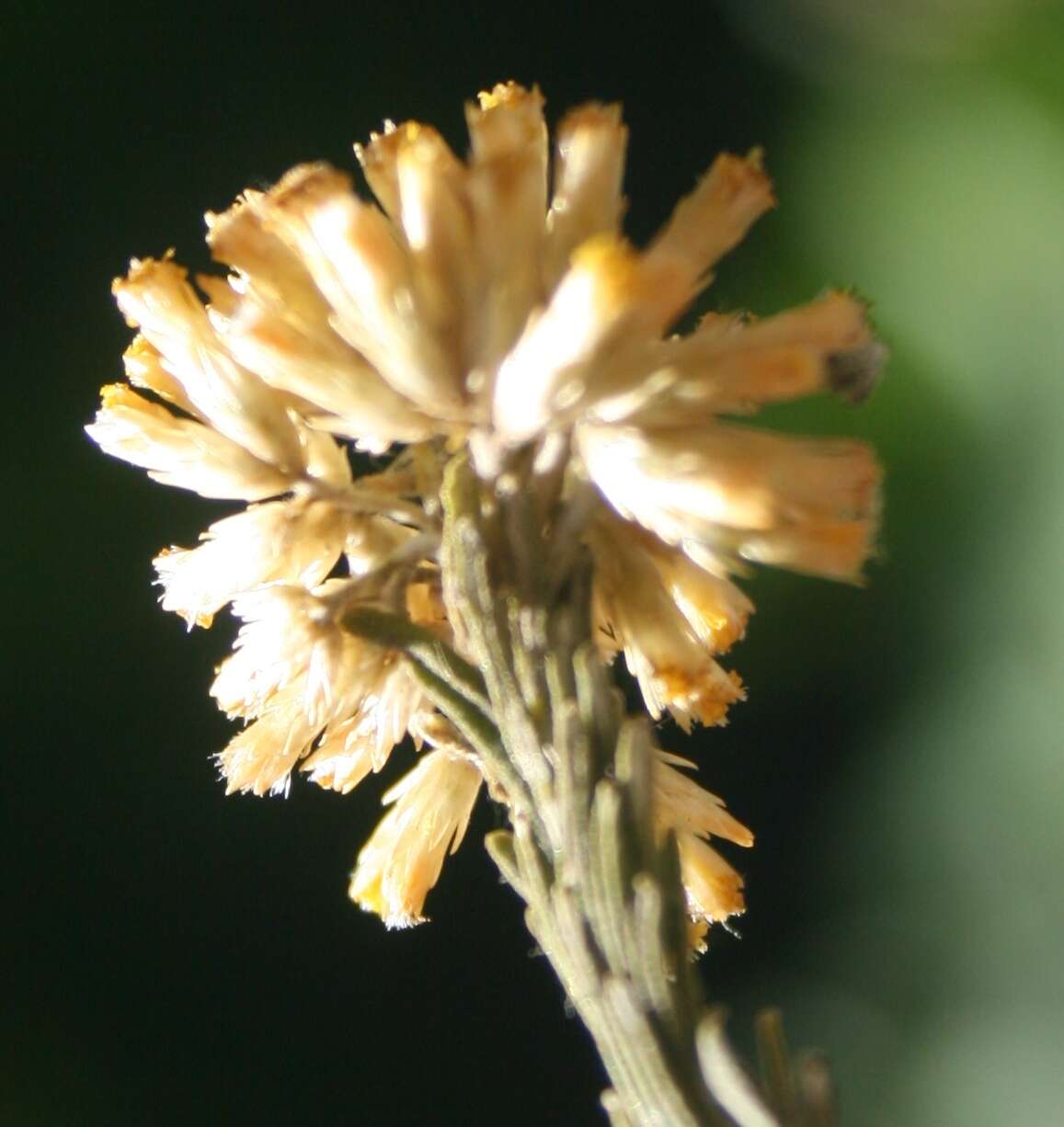 Imagem de Helichrysum hamulosum DC.