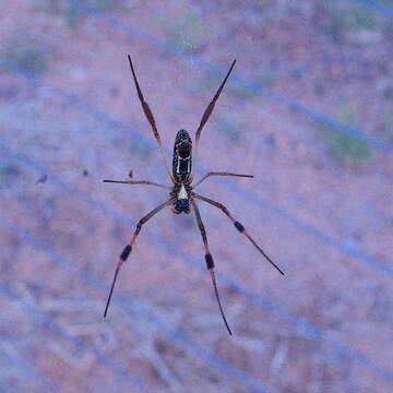 Image of Trichonephila senegalensis (Walckenaer 1841)