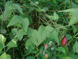 Image de Passiflora cisnana Harms