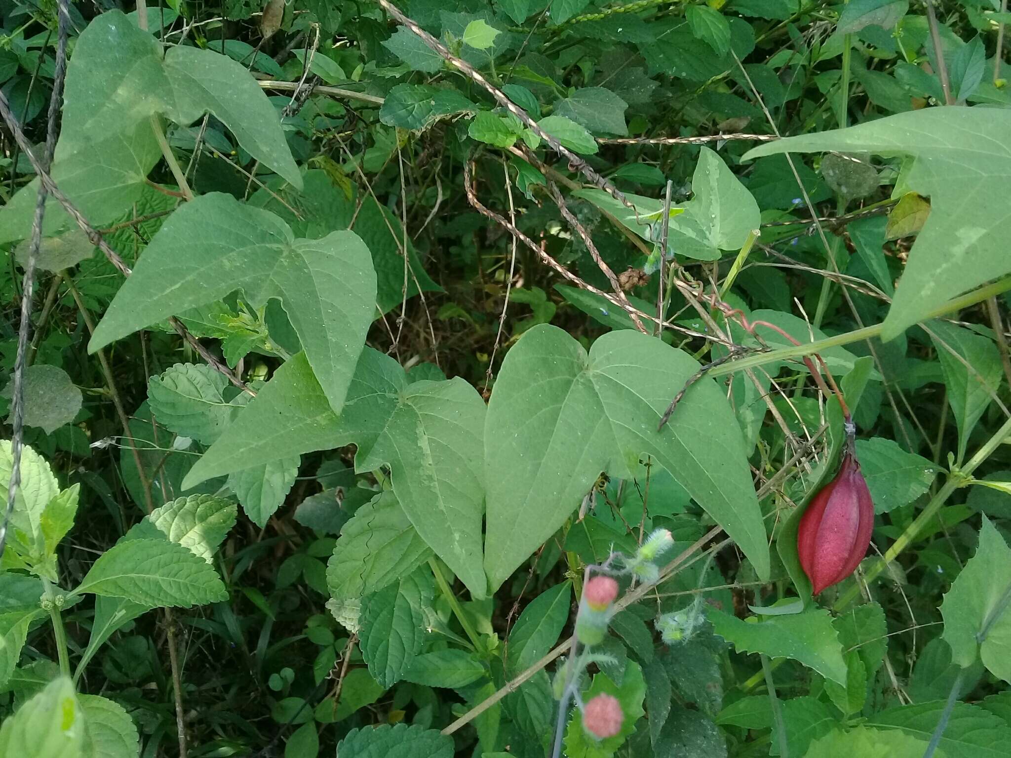 Image of Passiflora cisnana Harms