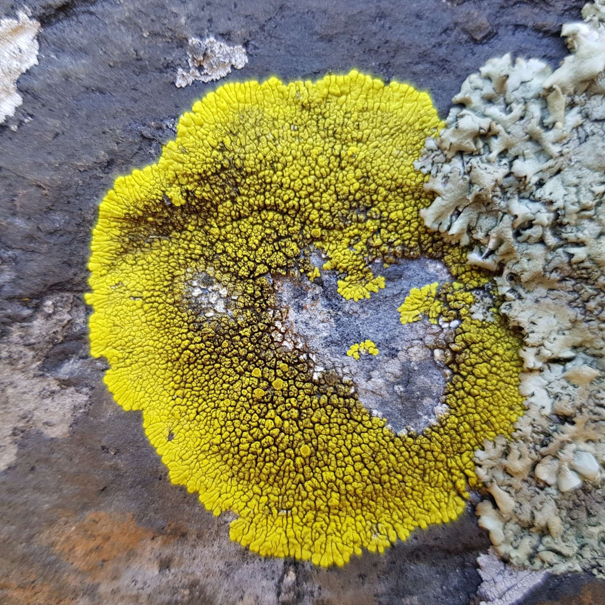 Image of cracked lichen