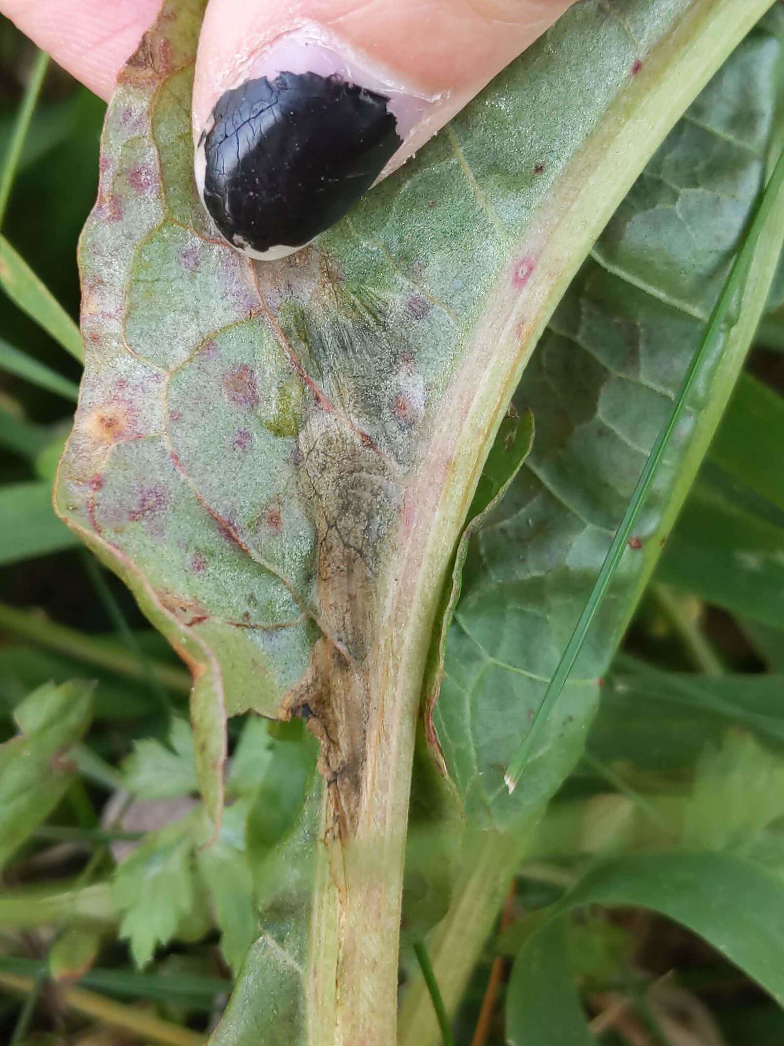 Pegomya bicolor (Wiedemann 1817)的圖片