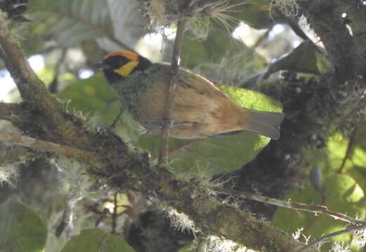 Image of Saffron-crowned Tanager