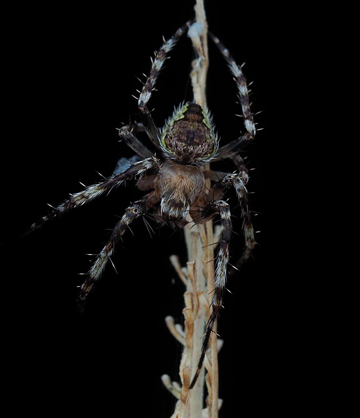 Image of Courtaraneus orientalis (Urquhart 1887)