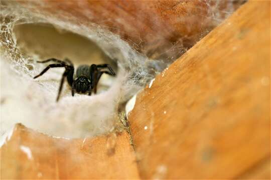 Image of Black house spider