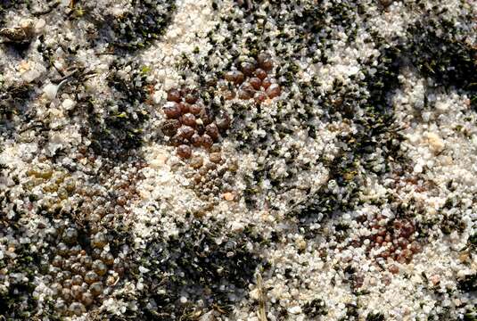 Image of Conophytum swanepoelianum subsp. proliferans S. A. Hammer