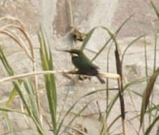 Image of Blue-breasted Bee-eater