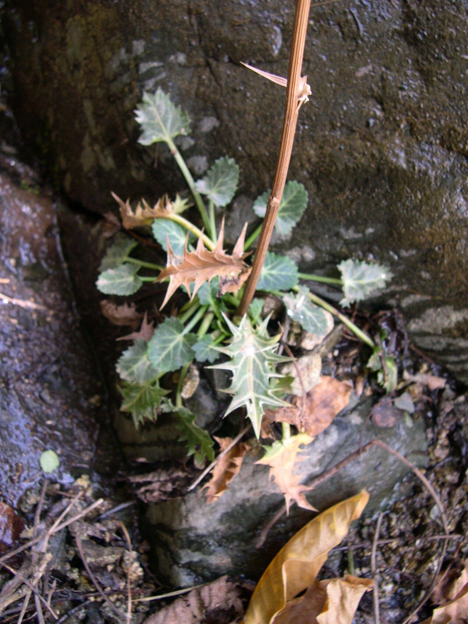 Image of Eryngium variifolium Coss.