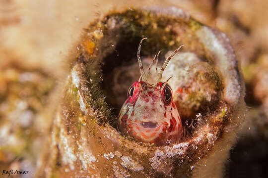 Image of Mimoblennius