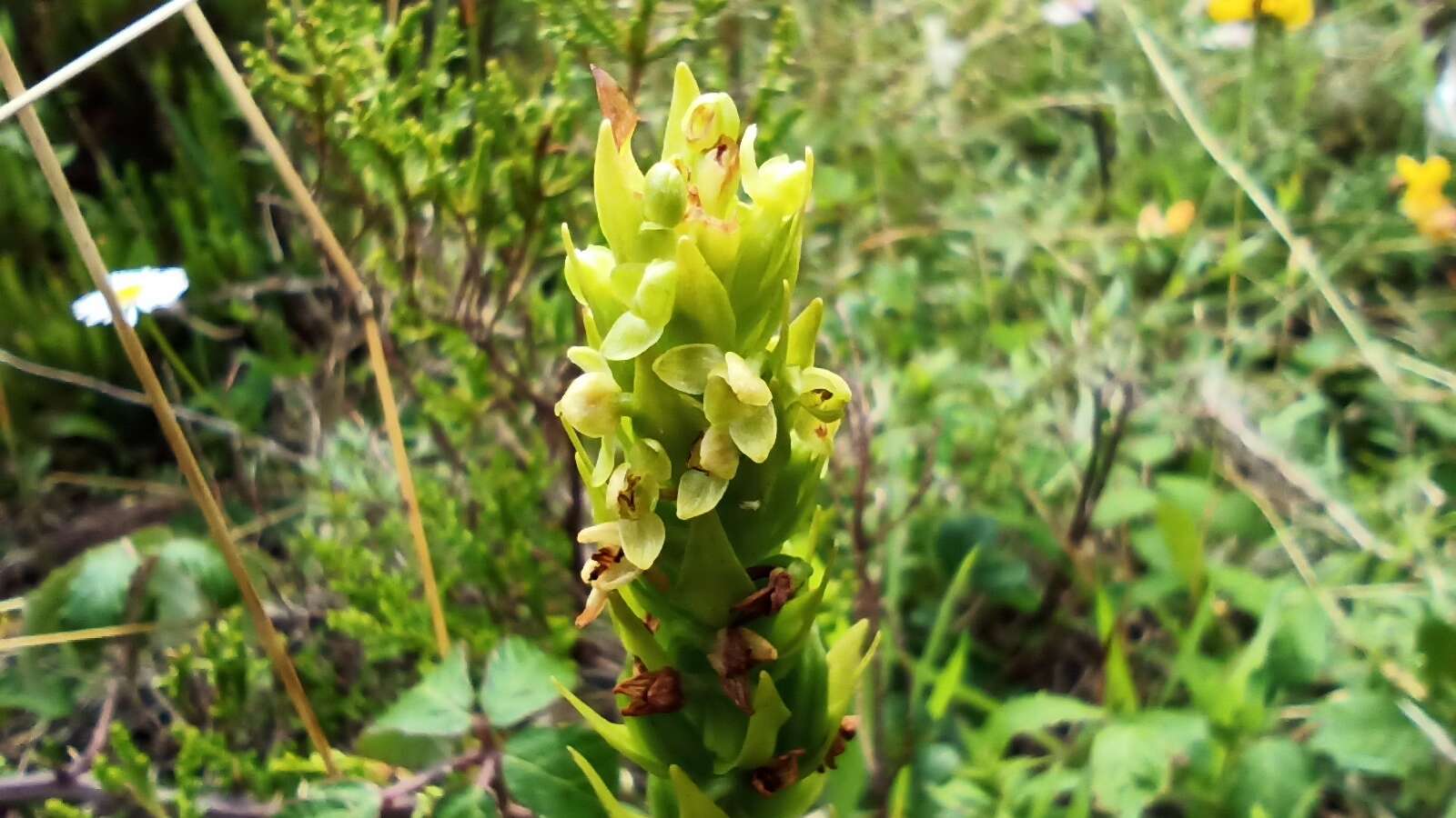 Imagem de Platanthera pollostantha R. M. Bateman & M. Moura