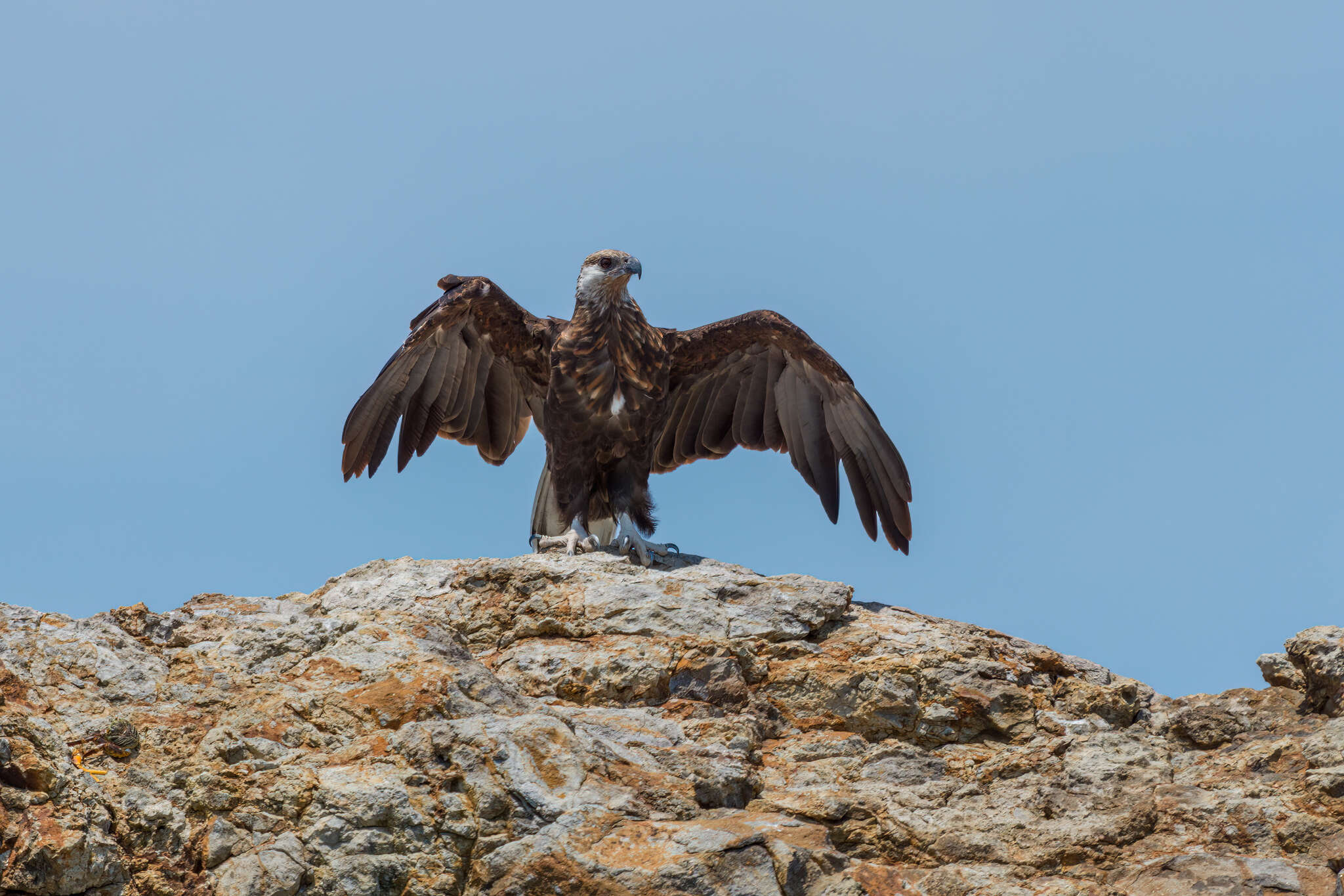 Image of Madagascan Fish Eagle