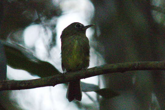 Image of Eye-ringed Tody-Tyrant