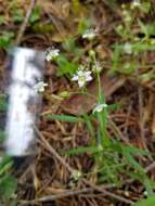 Слика од Moehringia macrophylla (Hook.) Fenzl