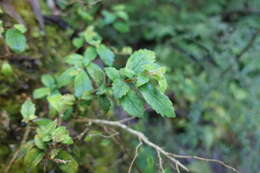 Image of Fieldia australis A. Cunn.