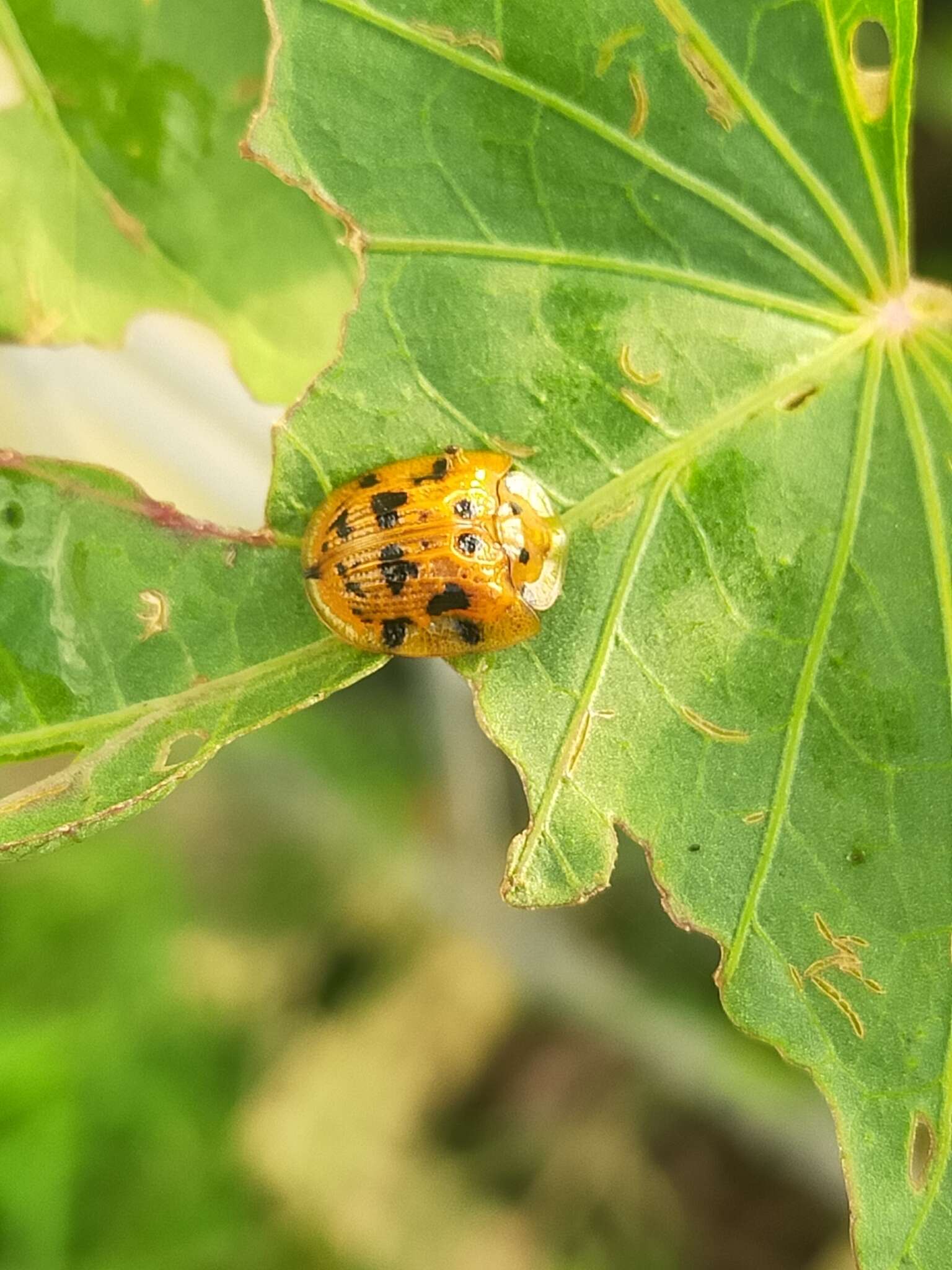 Laccoptera (Laccopteroidea) impressa (Boheman 1853)的圖片