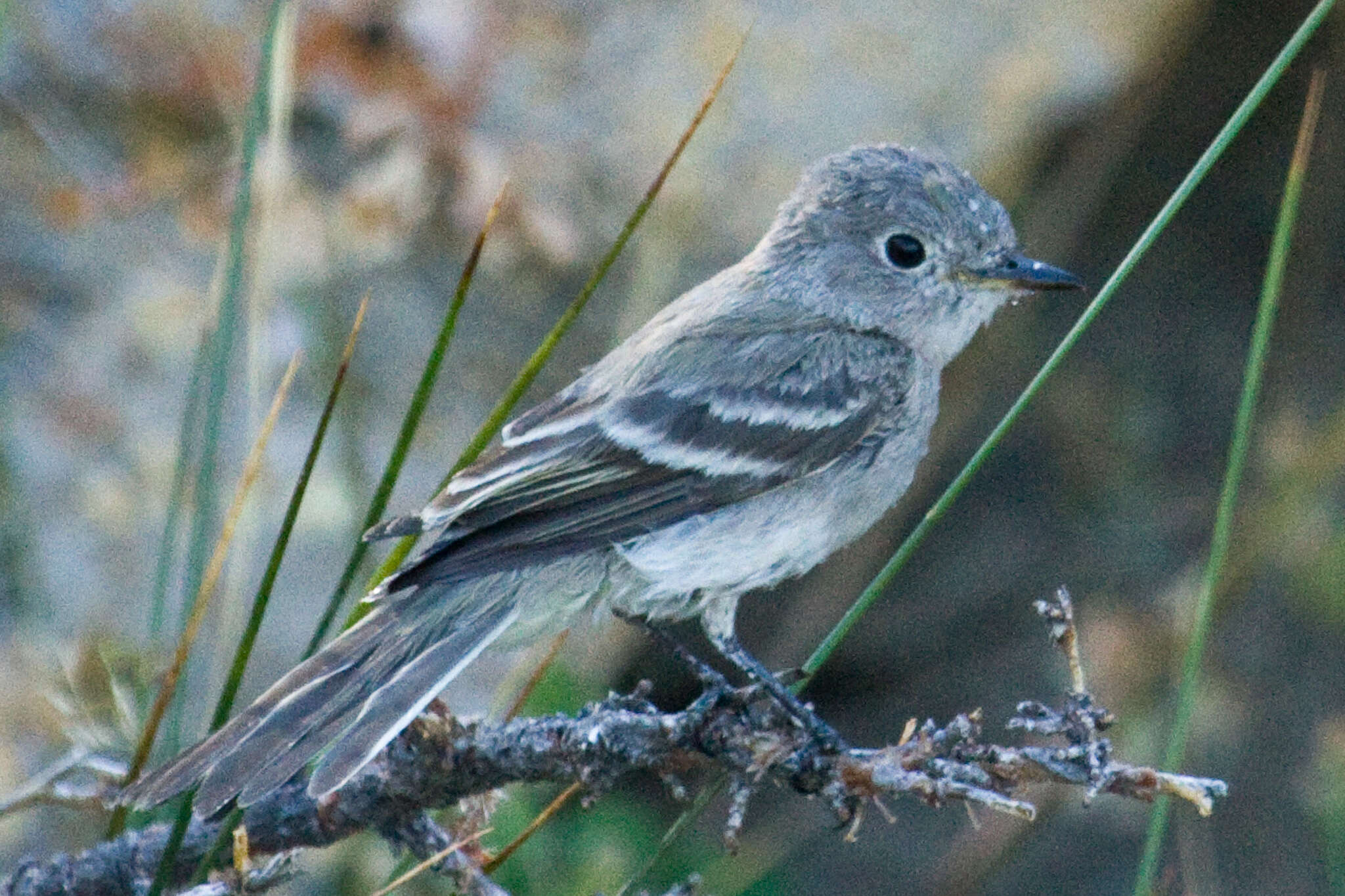 Image of American Grey Flycatcher