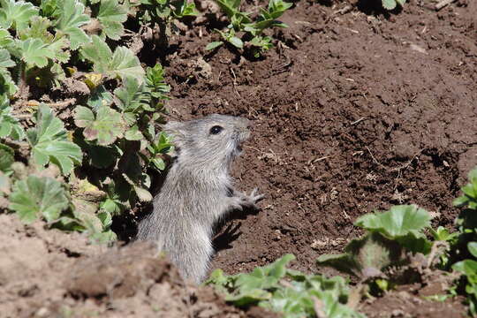 Image of Blick's Grass Rat