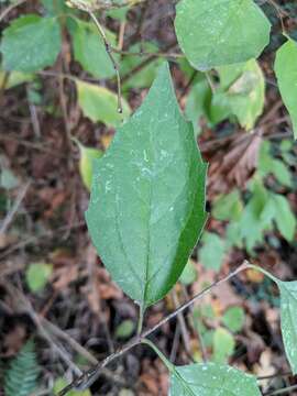 Image of Gordon's Mockorange