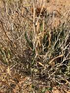 Image of badlands mule-ears