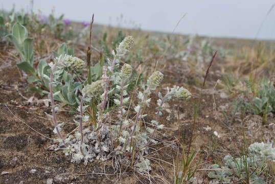 صورة Artemisia lagopus Fisch. ex Bess.