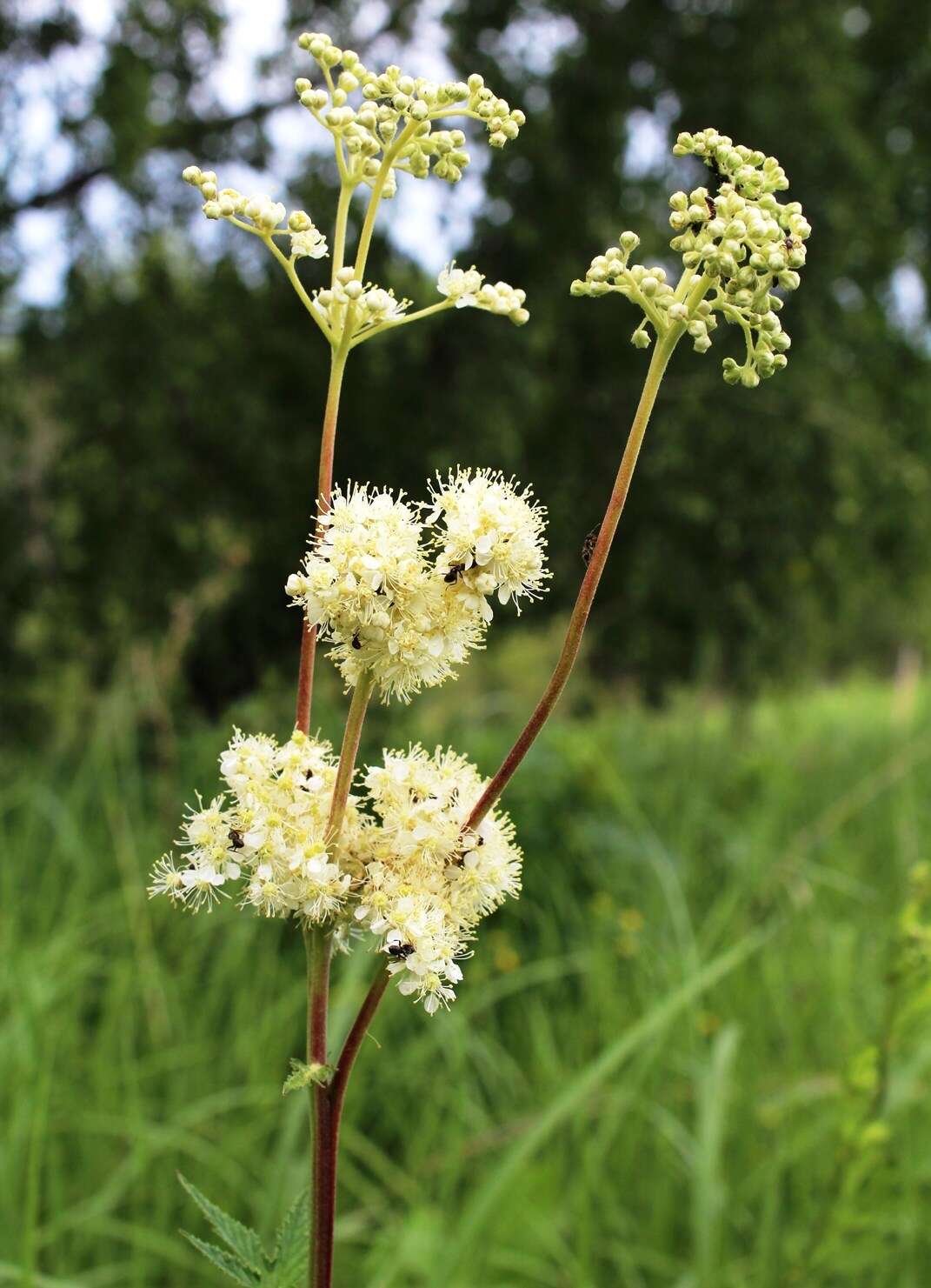 Image of Filipendula stepposa Juzepczuk