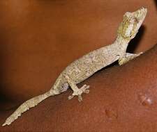 Image of Gunther's FIat-tail Gecko