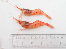 Image of Aesop shrimp