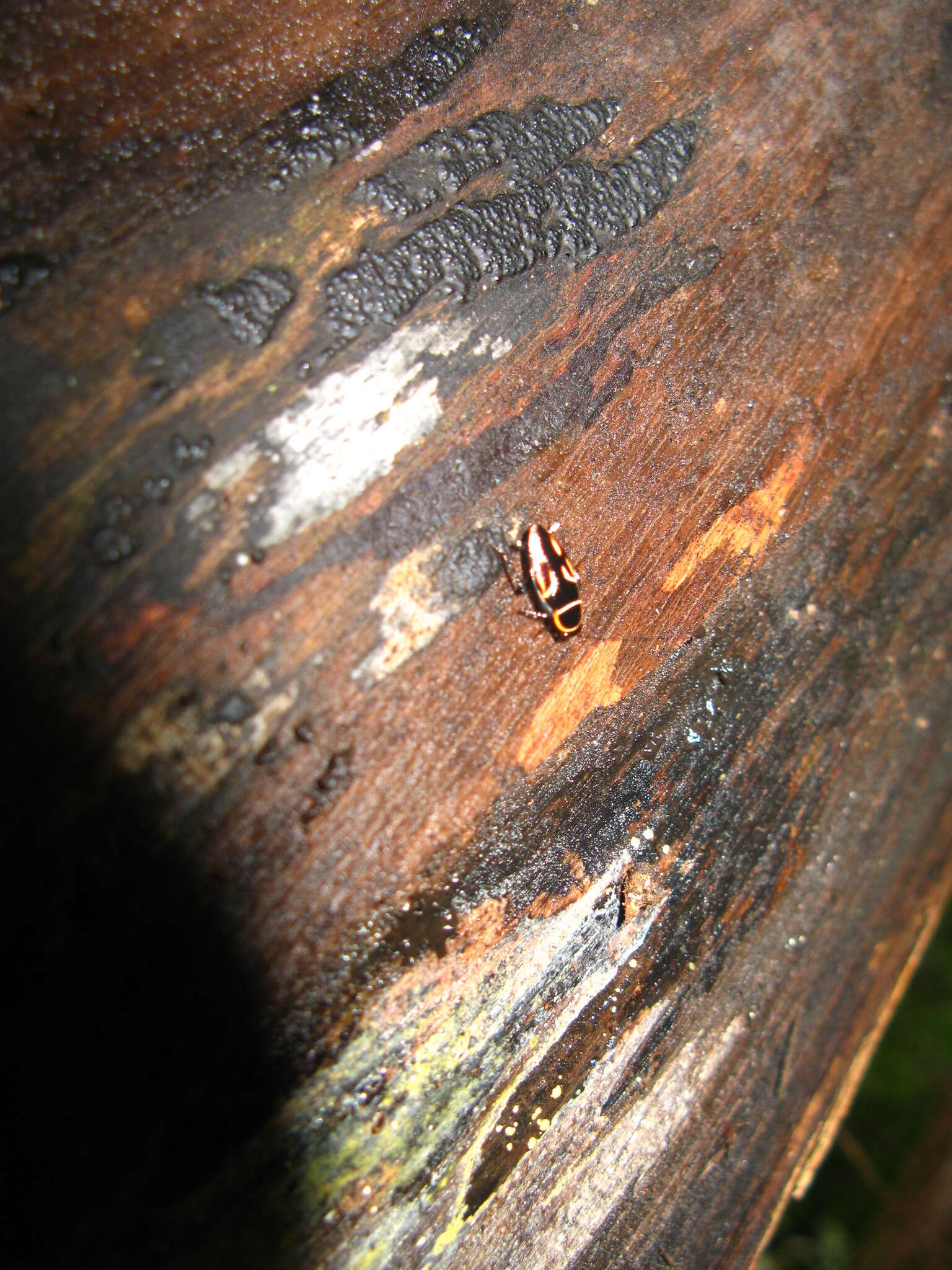 Image of Sundablatta pulcherrima (Shelford 1906)