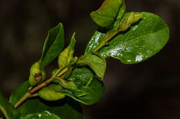 Image of False lemon-thorn