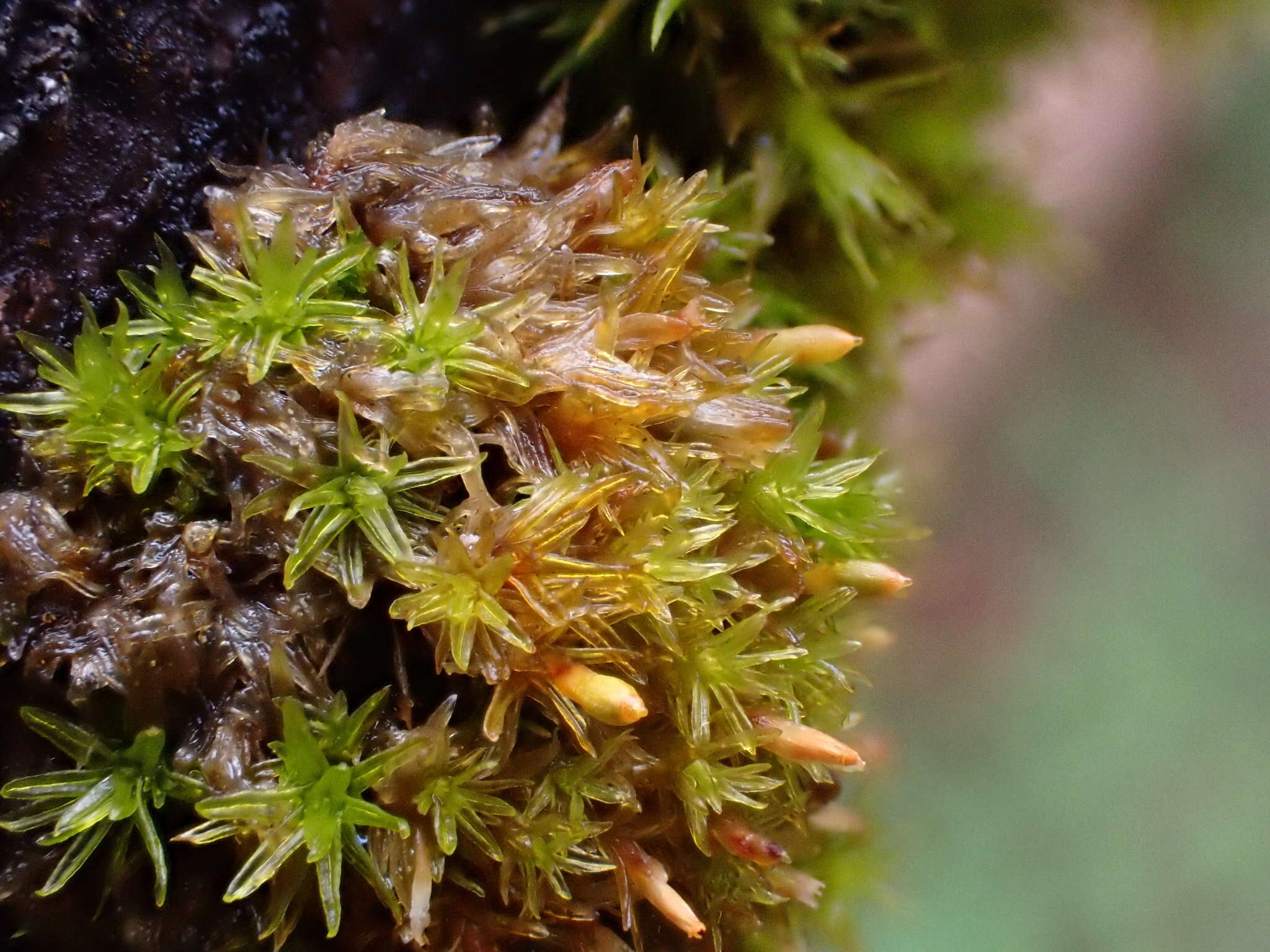 Image of Orthotrichum rogeri Bridel 1812