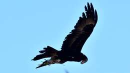 Image of Wedge-tailed Eagle