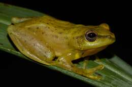 Image of Dotted Reed Frog