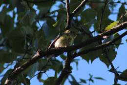 Image of Cape May Warbler