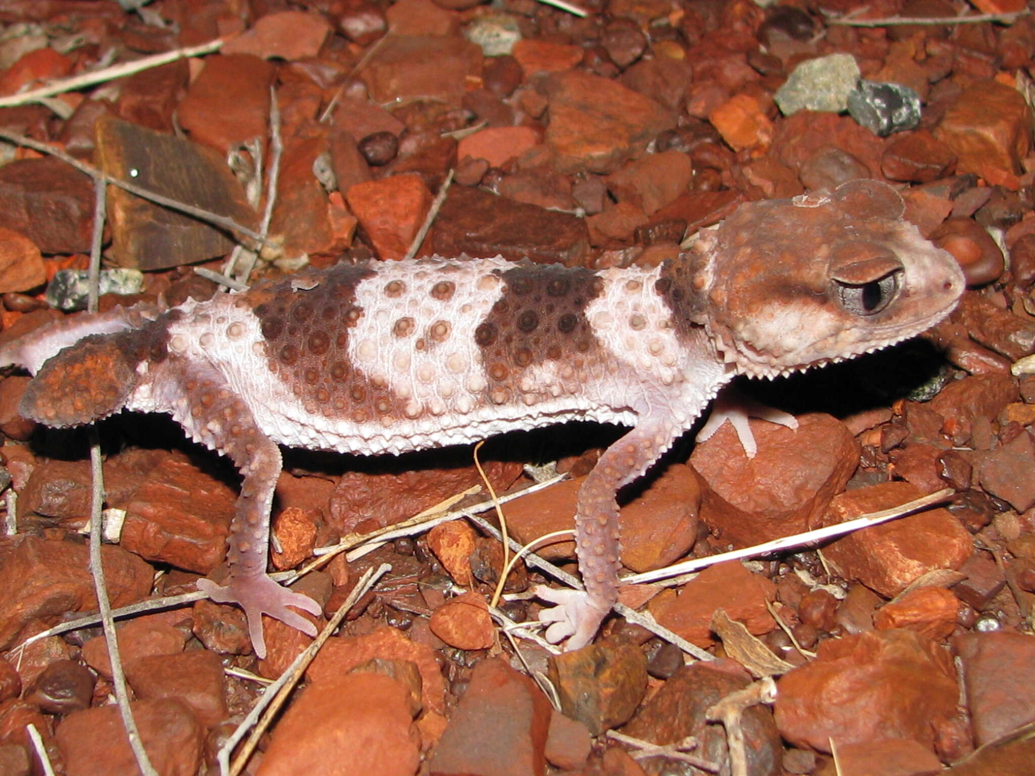 Image of Banded Knob-tail